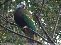 Wompoo Fruit-Dove - Ptilinopus magnificus