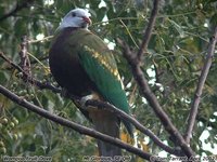 Wompoo Fruit-Dove - Ptilinopus magnificus