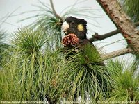 Yellow-tailed Black-Cockatoo - Calyptorhynchus funereus