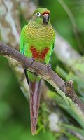 Maroon-bellied Parakeet - Pyrrhura frontalis