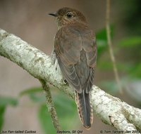 Fan-tailed Cuckoo - Cacomantis flabelliformis