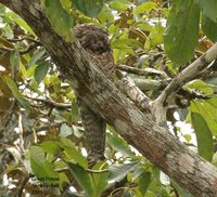 Great Potoo - Nyctibius grandis