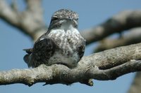 Sand-colored Nighthawk - Chordeiles rupestris