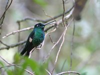 Buff-winged Starfrontlet - Coeligena lutetiae