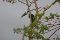 Red-billed Toucan - Ramphastos tucanus