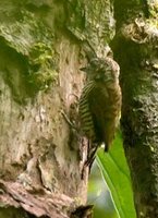 Lafresnaye's Piculet - Picumnus lafresnayi