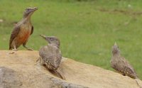 Ground Woodpecker - Geocolaptes olivaceus