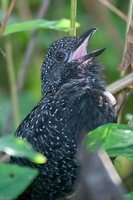 Large-tailed Antshrike - Mackenziaena leachii