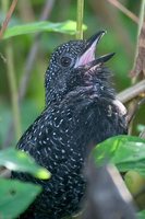 Large-tailed Antshrike - Mackenziaena leachii