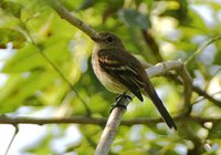 Bran-colored Flycatcher - Myiophobus fasciatus