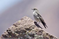 White-fronted Ground-Tyrant - Muscisaxicola albifrons