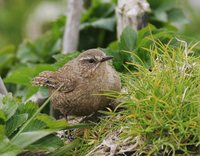 Winter Wren - Troglodytes troglodytes