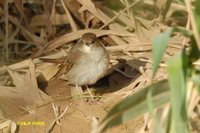 Cetti's Warbler - Cettia cetti