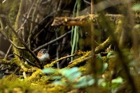 Bar-winged Wren-Babbler - Spelaeornis troglodytoides