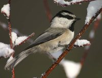 Mountain Chickadee - Poecile gambeli