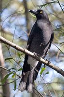 Pied Currawong - Strepera graculina