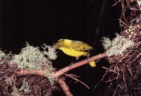 Golden Bowerbird - Prionodura newtoniana