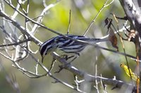 Black-and-white Warbler - Mniotilta varia