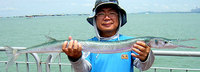 Garfish (Tylosurus crocodilus)