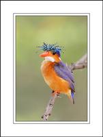 Malachite Kingfisher (Alcedo cristata)