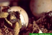 Leopard Tortoise, Geochelone pardalis babcocki