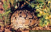 Leopard Tortoise, Geochelone pardalis pardalis