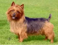 Australian Terrier