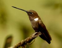 Brown inca