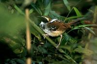 Mouse-colored  tapaculo   -   Scytalopus  speluncae   -