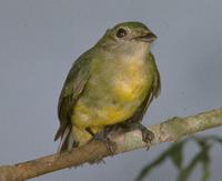 White-fronted manakin