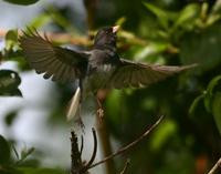 Darkeyed Junco   Sometimes I get lucky