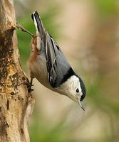 White-breasted Nuthatch