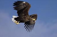 White Tailed Sea Eagle , Haliaeetus albicilla , flying , Hokkaido Island , Japan stock photo