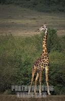 Maasai giraffe , Giraffa camelopardalis tippelskirchi , Maasai Mara National Reserve , Kenya sto...