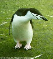 Chinstrap Penguin - Pygoscelis antarctica