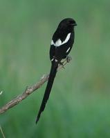 Magpie Shrike p.466