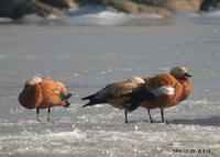 Ruddy Shelduck Tadoma ferruginea 황오리