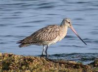 Bar-tailed Godwit Limosa lapponica 큰뒷부리도요