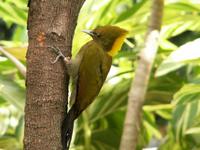 Greater Yellownape