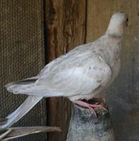 Ring neck dove -  Streptopelia risoria