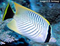 Chevron Butterflyfish, Chaetodon trifascialis