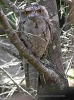 Tawny Frogmouth, Podargus strigoides,  Coolum,Queensland, 26 January 2006. Photo © Barrie Jamies...