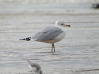 Goéland à bec               cerclé adulte (Larus delawarensis)