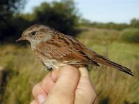 Dunnock (Prunella modularis)