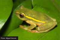 : Hyperolius semidiscus; Yellow-striped Reed Frog