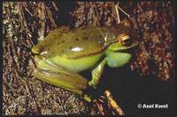 : Hypsiboas marginatus