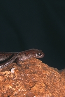 : Karsenia koreana; Korean Crevice Salamander