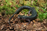 : Plethodon montanus; Northern Gray-cheeked Salamander