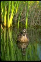 : Anas clypeata; Northern Shoveler (female)