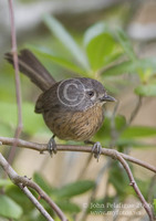 : Chamaea fasciata; Wrentit